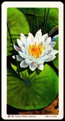 16 Sweet Scented White Water Lily